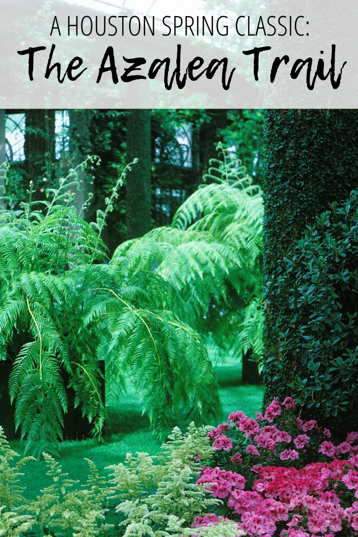 Spring doesn't start in Houston until the Azalea Trail says so! Friday, March 1st-Sunday March 3rd the Azalea Trails open in full bloom. Walk the beautiful trail as the blooms of srping usher in the new season.