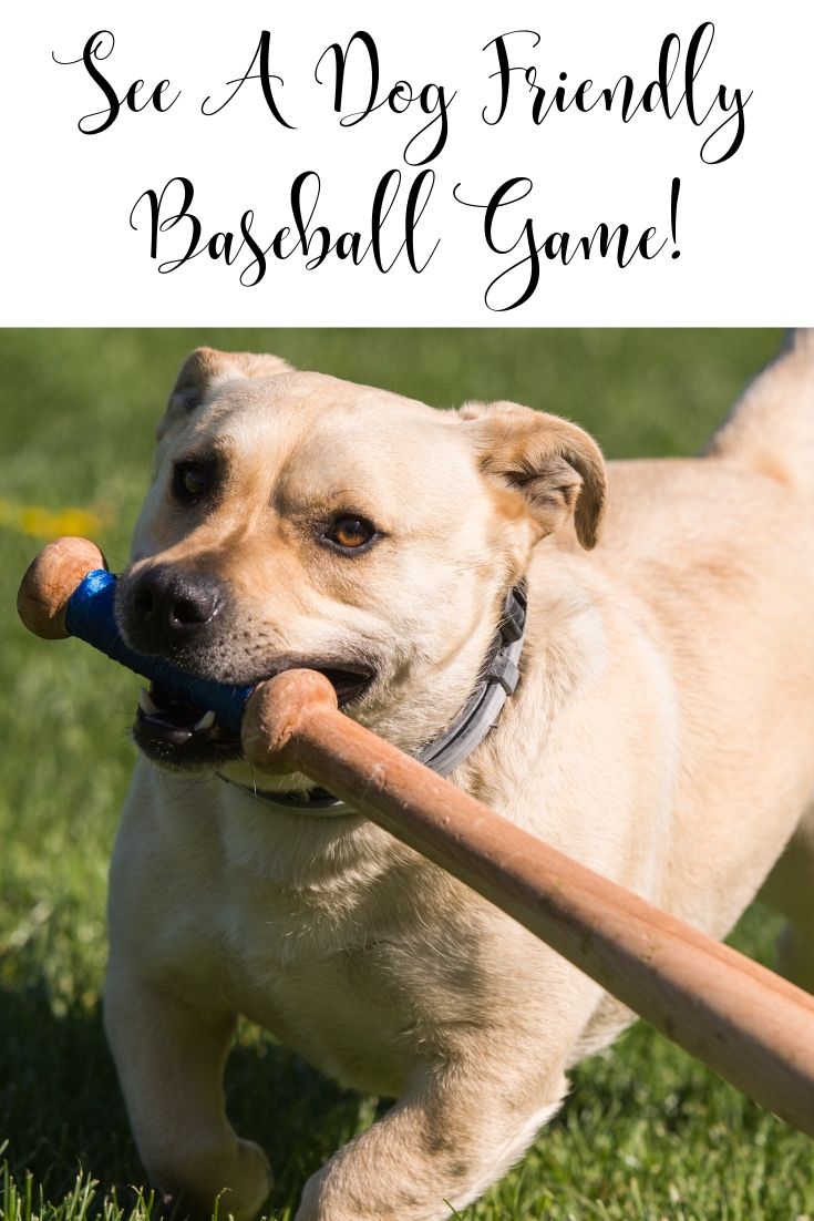 See A Dog-Friendly Baseball Game! The Houston Astros host one dog day every year, where furry companions are invited to Minute Maid Park for a game. Check the team’s website to see when the next dog day is, and get your tickets early, because they might sell out.