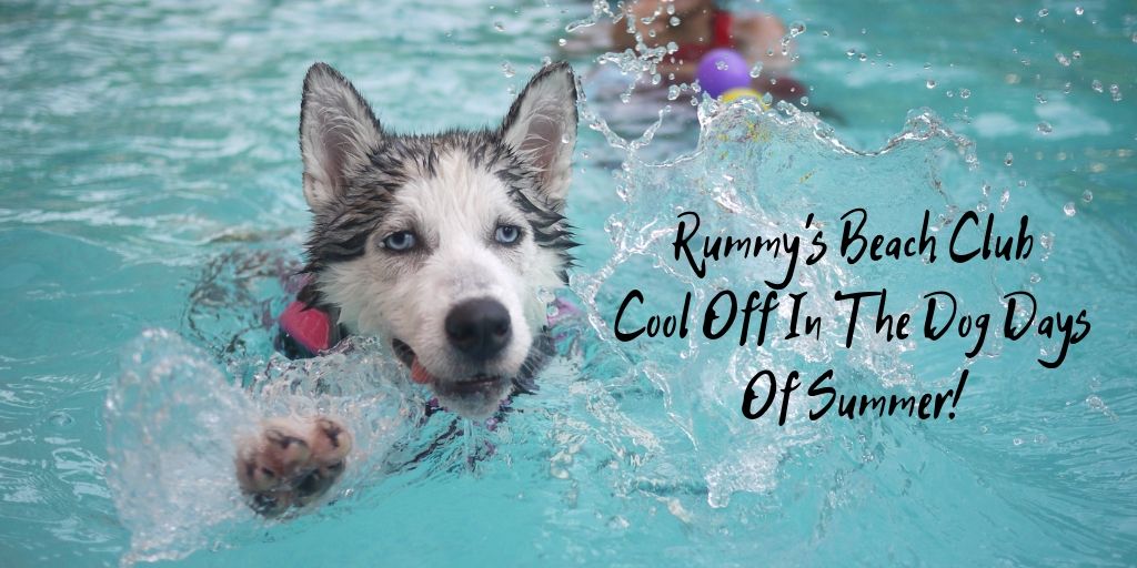Cool off during the dog days of summer! Houston actually has a swimming club for dogs and humans. It’s called Rummy’s Beach Club!