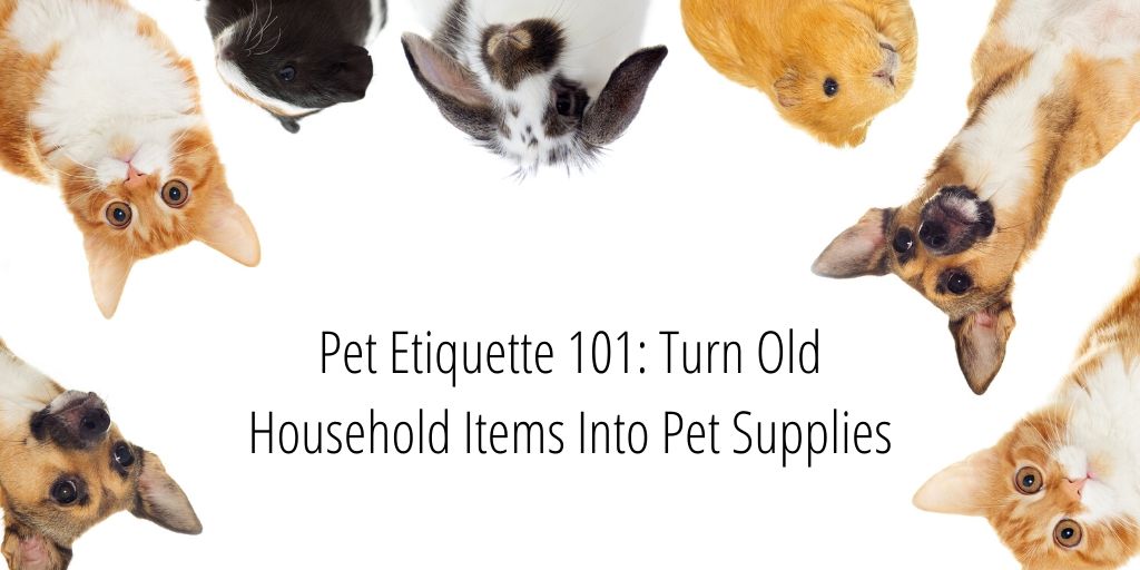 Today we're talking about pets! Living in an apartment with pets can be challenging. One of the ways you can make it easier is by turning old household items into pet supplies! 