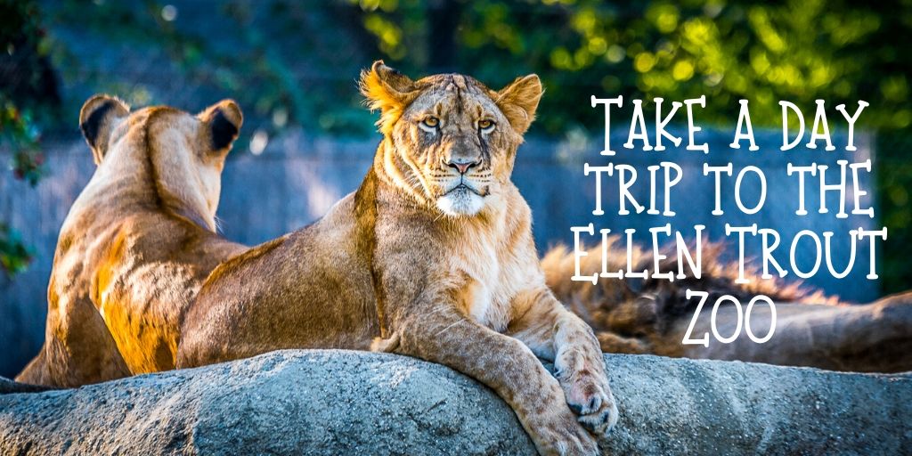 Searching for something new to do while family is visiting for the holidays? Take a day trip to the Ellen Trout Zoo.